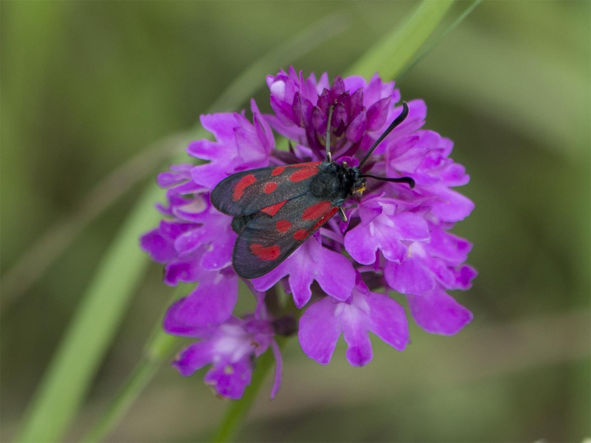 Zygaena loti